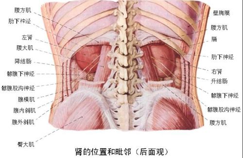 腰椎间盘突出的危害有哪些？